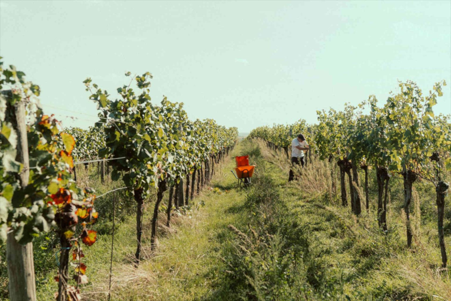 Parvenü-Weinlese © Jana Hofmann