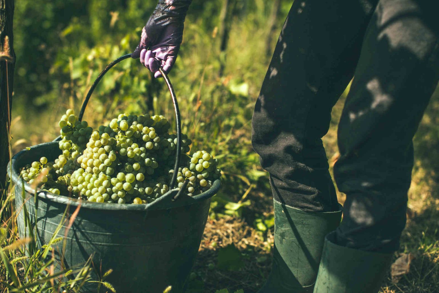 Bei der Ernte © Lupi Spuma