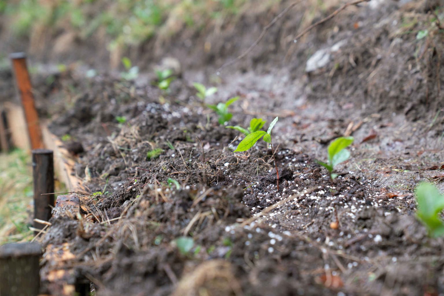 Die Teepflanze „Camellia sinensis“. © zweibaum