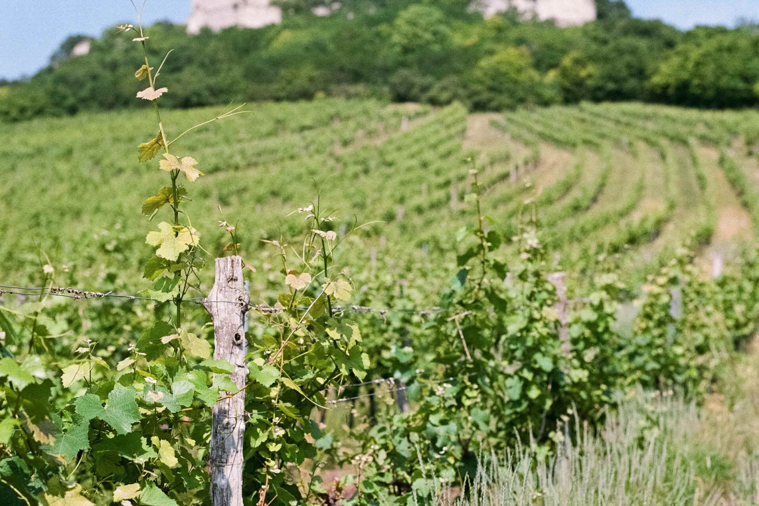 Die Reben des Weinguts Pesau. © Weingut Pesau