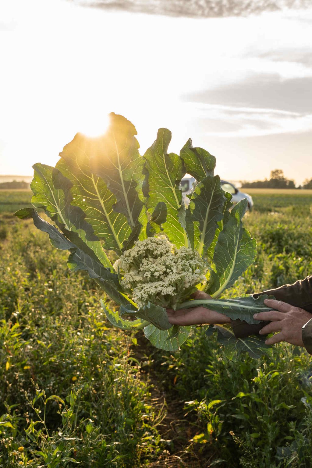 © Illustrationen freepik