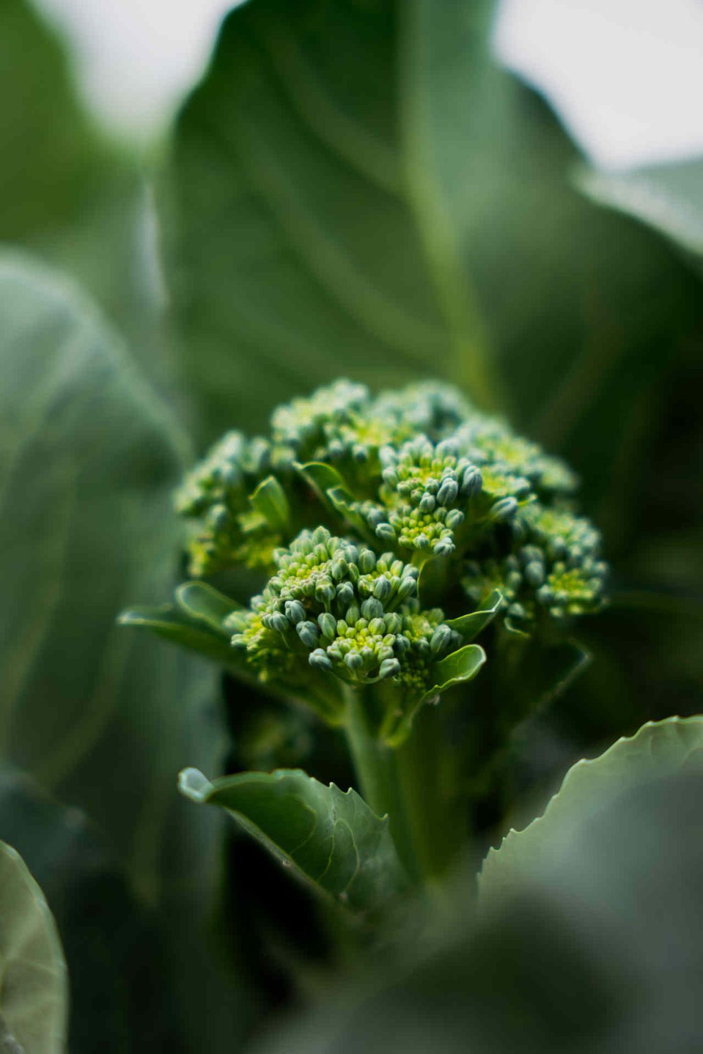 © Illustrationen freepik