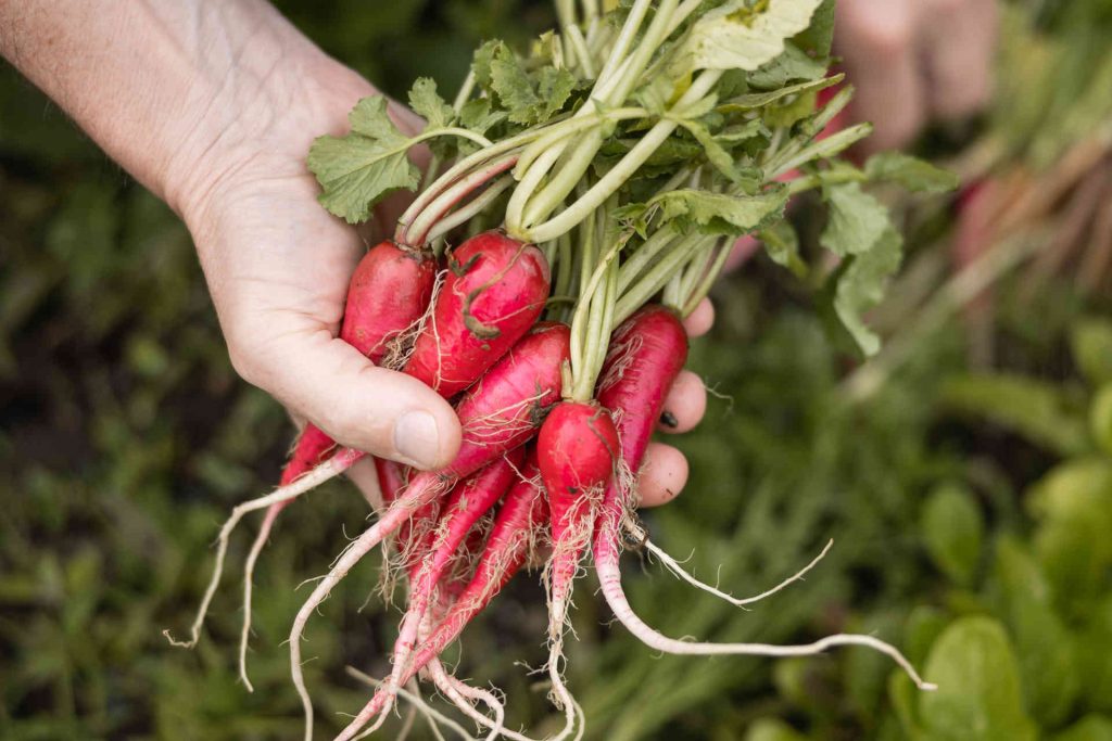 Restaurant Prezioso, Castel Fragsburg, Foto beigestellt